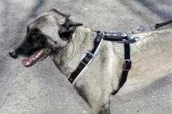 Hetzgeschirr Leder Mittelstark Brustumfang 70 - 90 Cm