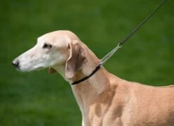 Schauleine Kette -Hundebedarf Verkauf 02100.100 2