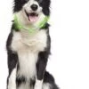 LumiVision LED-Halsband Mit USB-Ladekabel + Betriebsanleitung Grün 1 LumiVision LED-Halsband Mit USB-Ladekabel + Betriebsanleitung Grün -Hundebedarf Verkauf 02530.310.300 3