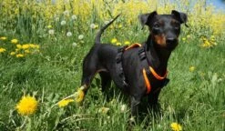 Grossenbacher Welpengeschirr Mit Klickverschluss -Hundebedarf Verkauf 02987 3