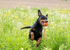 Liker Ball Mit ABS-Kordel