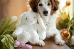 Frauchens Liebling Kuschelhase Leni Weiss 26cm