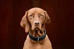 Maul Halsband Klassik Premium Schwarz / Silber -Hundebedarf Verkauf 1833 01.1