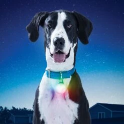 Nite Ize SpotLit XL Disc-o Select Wiederaufladbar -Hundebedarf Verkauf 45491 7