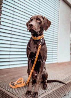 Maul Halsband Mono Pop Maisgelb / Silber -Hundebedarf Verkauf 5063 2