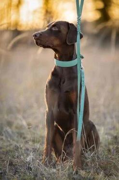 Maul Halsband Mono Pop Mint / Silber -Hundebedarf Verkauf 5066 2