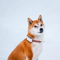 Tractive GPS Tracker Dog 4 -Hundebedarf Verkauf 629862 11