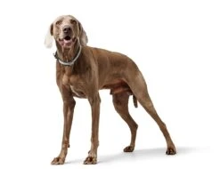 Hunter Dressurhalsung Eiby Freestyle Grau -Hundebedarf Verkauf 68705 5