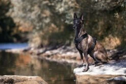 Anny-X Geschirr Fun Schwarz-schwarz -Hundebedarf Verkauf GF 002 2