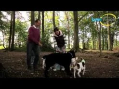 LumiVision LED-Halsband Mit USB-Ladekabel + Betriebsanleitung Rosa -Hundebedarf Verkauf SrEE0LVEIoU 17994 hqdefault