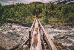 Non-stop Bungee Leash Orange-schwarz -Hundebedarf Verkauf b8q80zqp 18109