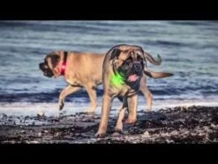 Orbiloc Quick Mount-Adjustable Befestigung Für Orbiloc Dual -Hundebedarf Verkauf kVCrV5ETCG4 17751 hqdefault