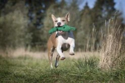 Laboni Hundespielzeug Kalli Krokodil 32 X 7 X 9 Cm -Hundebedarf Verkauf lab10100 4