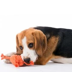 Laboni Hundespielzeug Kristof Krabbe 15 X 12 X 5 Cm -Hundebedarf Verkauf lab10500 2