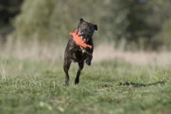 Laboni Hundespielzeug Kristof Krabbe 15 X 12 X 5 Cm -Hundebedarf Verkauf lab10500 3