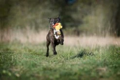 Laboni Hundespielzeug Emma Ente 16 X 16 X 7 Cm -Hundebedarf Verkauf lab10700 3