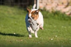 Laboni Hundespielzeug Elton Elefant -Hundebedarf Verkauf lab10810 7