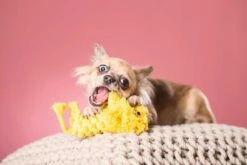 Laboni Hundespielzeug Leo Löwe 15 X 7 X 6 Cm -Hundebedarf Verkauf lab11600 3