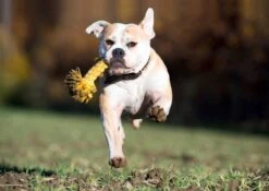 Laboni Hundespielzeug Leo Löwe 15 X 7 X 6 Cm -Hundebedarf Verkauf lab11600 4