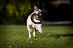 Laboni Hundespielzeug Ringo Ring 22 X 22 X 3 Cm -Hundebedarf Verkauf lab12200 3