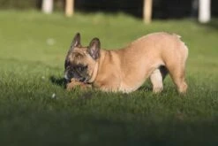 Laboni Hundespielzeug Eddie Eichhorn 13 X 6 X 24 Cm -Hundebedarf Verkauf lab12300 3