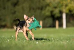 Laboni Hundespielzeug Tina Turtle 19 X 14 X 6 Cm 7 Laboni Hundespielzeug Tina Turtle 19 X 14 X 6 Cm -Hundebedarf Verkauf lab12500 3