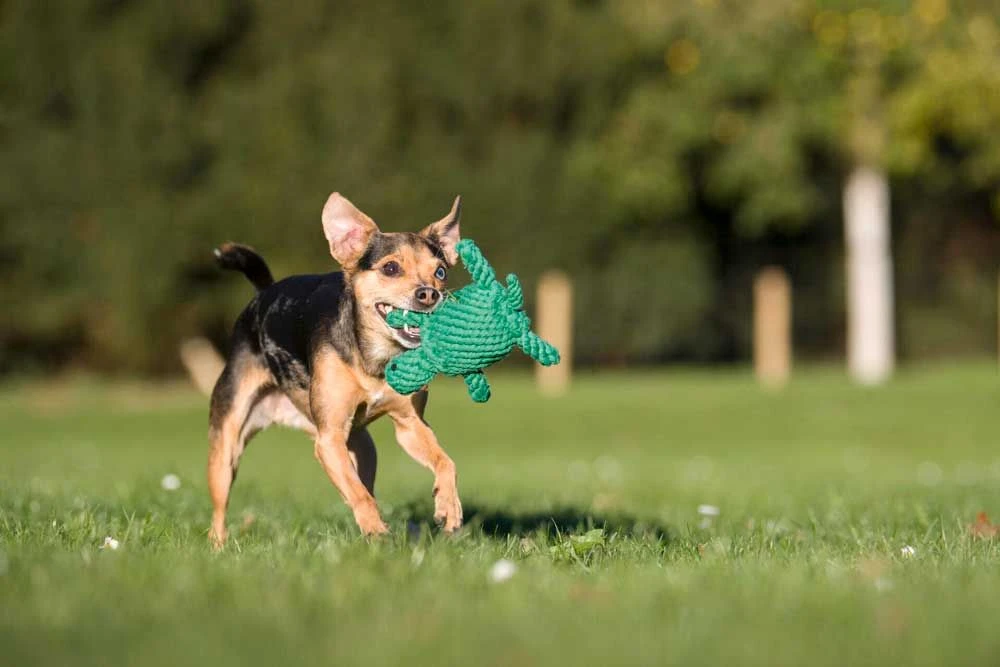 Laboni Hundespielzeug Tina Turtle 19 X 14 X 6 Cm 5 Laboni Hundespielzeug Tina Turtle 19 X 14 X 6 Cm – Bild 3