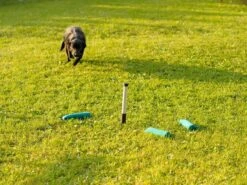 Mystique Makierstab 3er-Set Weiss / Schwarz -Hundebedarf Verkauf ms101 3 6